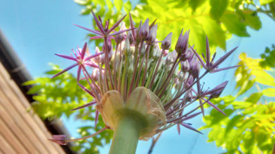 User story: flowering future forward